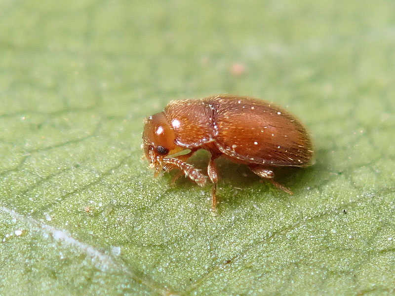 piccolissimo: Symbiotes gibberosus (Endomychidae)